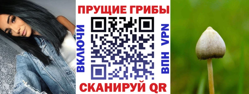 Псилоцибиновые грибы прущие грибы  площадка как зайти  Игарка 